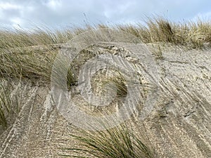 Dunes at the coast in Wassenaar in closeup.