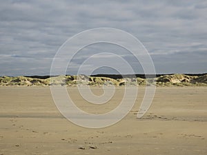 Dunes covered with beach grass at the coast of IJmuiden