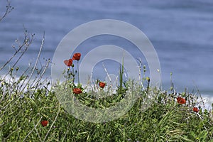 Dunes covered with green grass and red poppies flowers on the background of the sea
