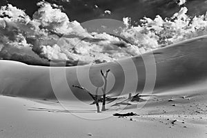 Dunes Dead Trees BW SKy