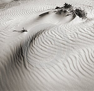 Dunes in desert Negev. Israel.