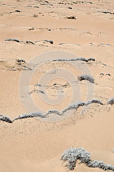 Dunes of the desert with tillandsia plant growing on them