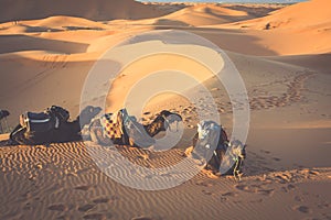 Dunes Erg Chebbi near Merzouga, Morocco -Camels used for tours i