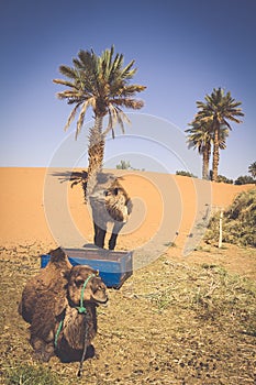 Dunes Erg Chebbi near Merzouga, Morocco -Camels used for tours i