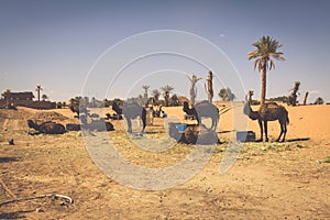 Dunes Erg Chebbi near Merzouga, Morocco -Camels used for tours i