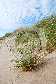 Dunes grass