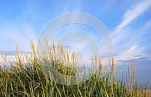 Dunes grass