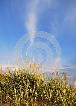 Dunes grass background