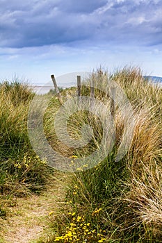 Dunes and grass