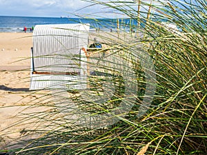 Dunes grass at the North Sea