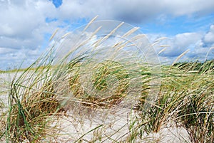 Dunes grass in the wind