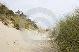 The dunes, Haamstede, Zeeland, the Netherlands