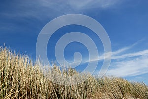 Dunes in holland