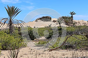 Dunes inside the Alfonso XIII park in Guardamar del Segura, Alicante, Spain photo