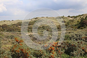 Dunes landscape, Noordhollands Duinreservaat