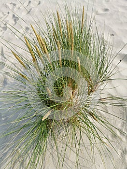 Dunes with marram grass Ammophila arenaria.