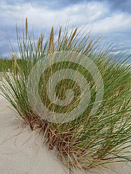 Dunes with marram grass Ammophila arenaria.