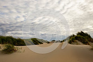 Dunes in Westland photo