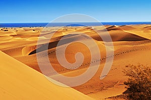 Dunes of Maspalomas, in Gran Canaria, Spain photo