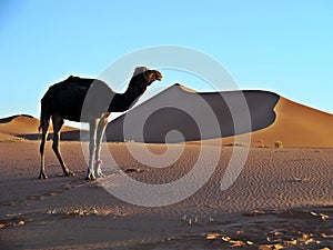 Dunes in the moroccan sahara desert