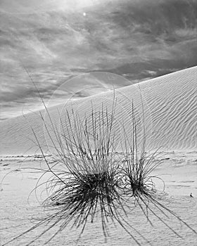 The Dunes of New Mexico