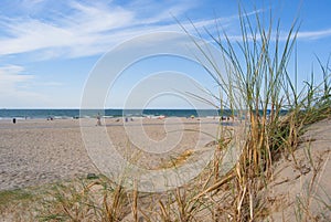 Dunes and plants on the white sandy beach Hoek van Holland, south west coast, Netherlands