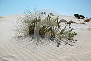 Dunes at Porto Pino's Bay