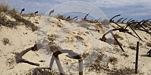 Dunes of Praia do Barril beach, Tavira, Algarve, Portugal