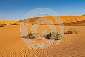 Waves in the dunes in the desert of Rub al Khali or Empty Quarter