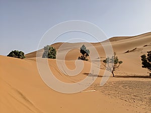Dunes of Sahara desert