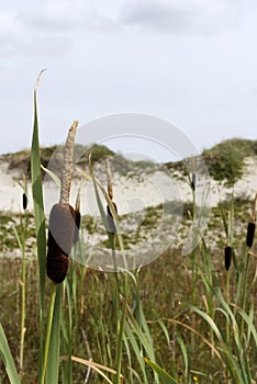 The dunes of Schiermonnikoog photo