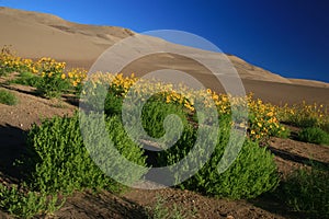 Dunes Sunflowers and Tumbleweeds