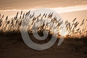 Dunes at Sunset