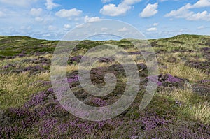 Dunes of Texel