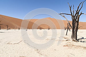 Dunes and trees in Namib Desert