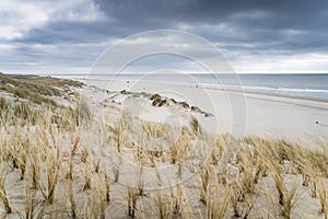 Dunes view with dark stormy clouds and Helmgrass at coast near Petten Aan Zee North Holland