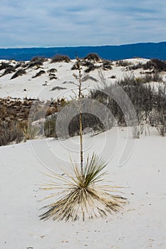 Dunes of White Sands National Monument