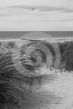 Dunescape in black&white