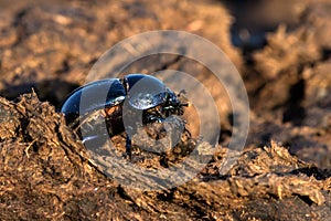 Dung beatle and manure photo