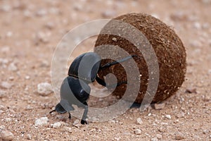 Dung Beetle photo