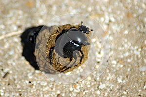 Dung Beetle photo