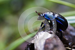 Dung beetle photo