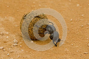 Dung beetle photo