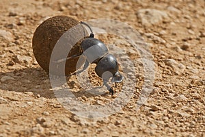 Dung beetle photo