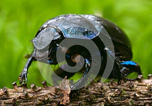 Dung beetle