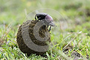 Dung Beetle