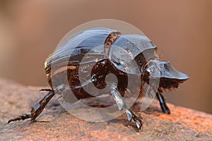 Dung beetle