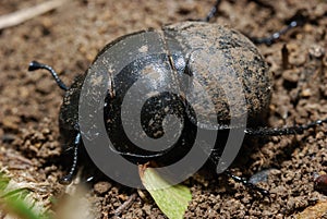 Dung-beetle