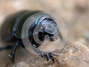 Dung beetle