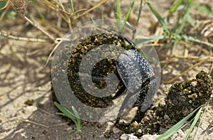 Dung Beetle, Adult, rolling dung Ball, Kenya